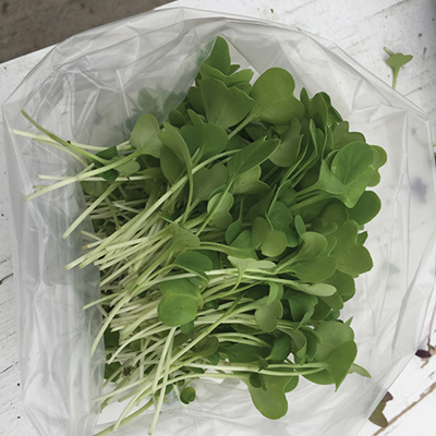 How to grow microgreens